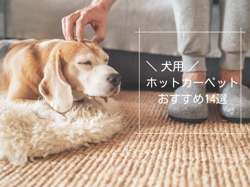 犬用ホットカーペットの人気おすすめ14選｜注意点や適温も解説