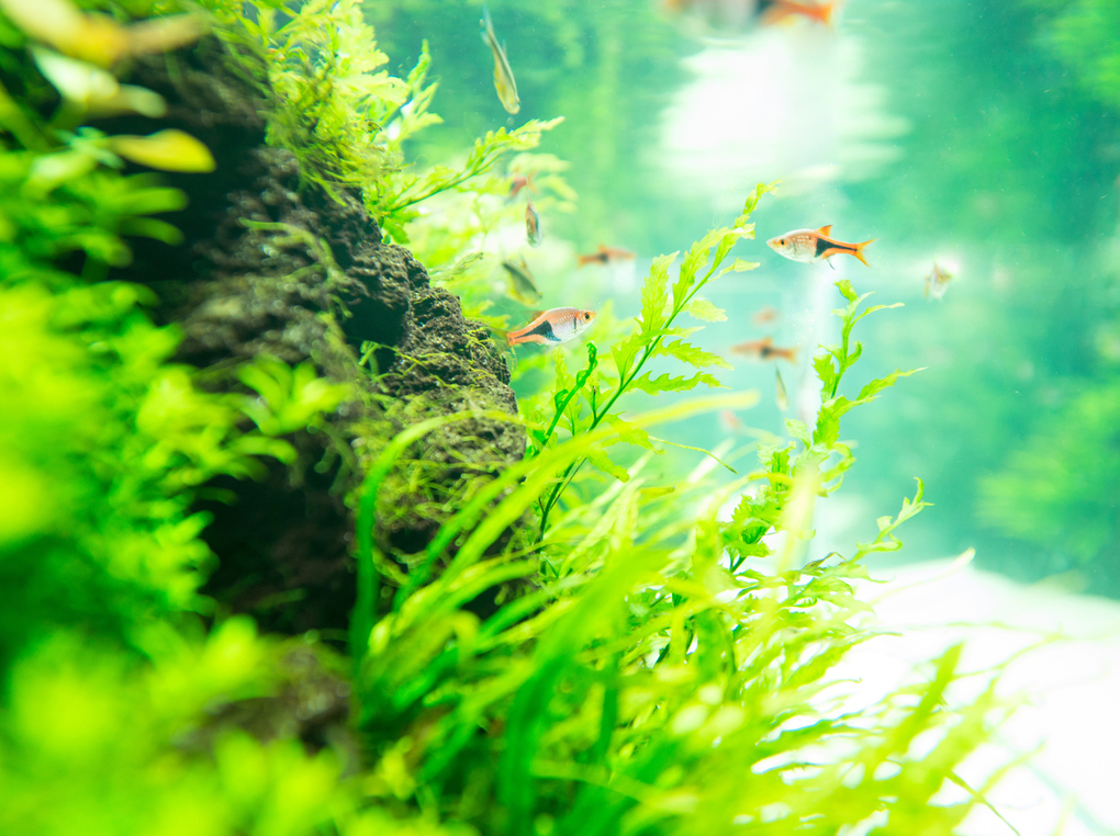 熱帯魚用水草の人気おすすめ12選｜初心者も育てやすい種類を厳選【植え方のコツも】