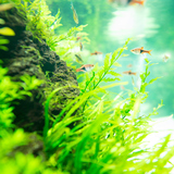 熱帯魚用水草の人気おすすめ11選｜初心者も育てやすい種類を厳選【植え方のコツも】