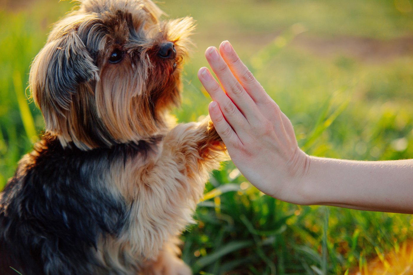 21年 犬用の噛むおもちゃおすすめ13選 安全な素材も タイプ別に紹介 マイナビおすすめナビ