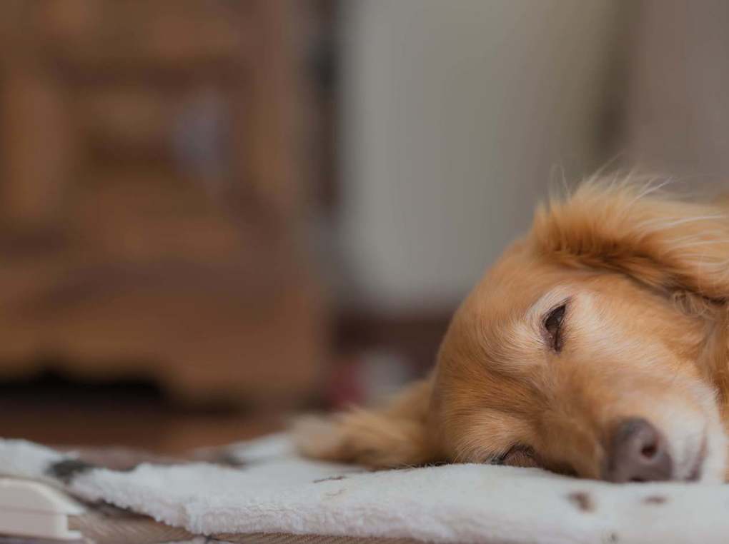 犬用クールマットおすすめ9選｜ひんやりと涼しいマットで夏もぐっすり眠れる