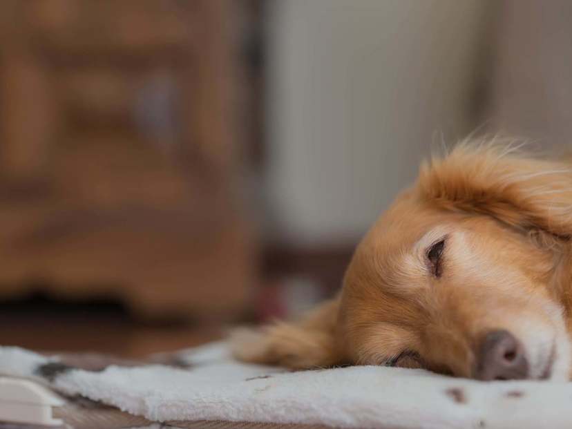 犬用クールマットおすすめ9選｜ひんやりと涼しいマットで夏もぐっすり眠れる