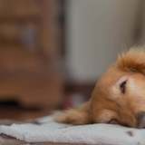 犬用クールマットおすすめ10選｜ひんやりと涼しいマットで夏もぐっすり眠れる