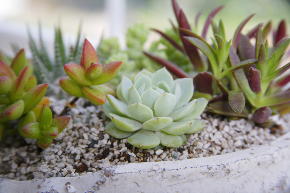 多肉植物のおすすめ4選【育て方＆水やり目安など】初心者向けの育てやすい植物も | マイナビおすすめナビ