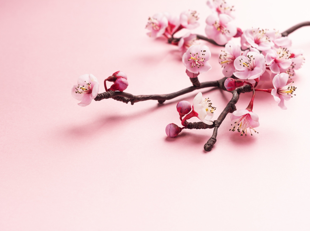 新しい季節に！ 桜モチーフのアクセサリーで春を感じて