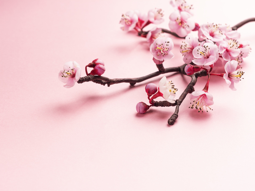 新しい季節に！ 桜モチーフのアクセサリーで春を感じて