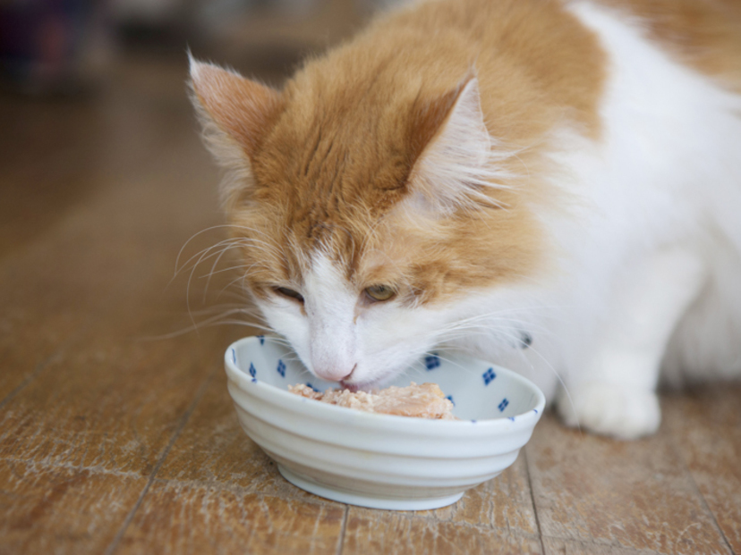 猫用食器のおすすめ8選【動物病院の院長が厳選】おしゃれな陶器製も！ | マイナビおすすめナビ
