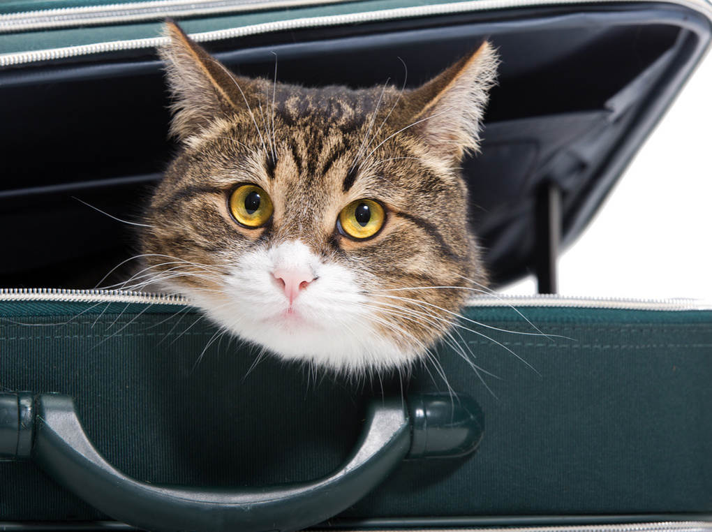 猫用キャリーバッグのおすすめ15選｜通院やお出かけに！ 人気のリュックタイプも