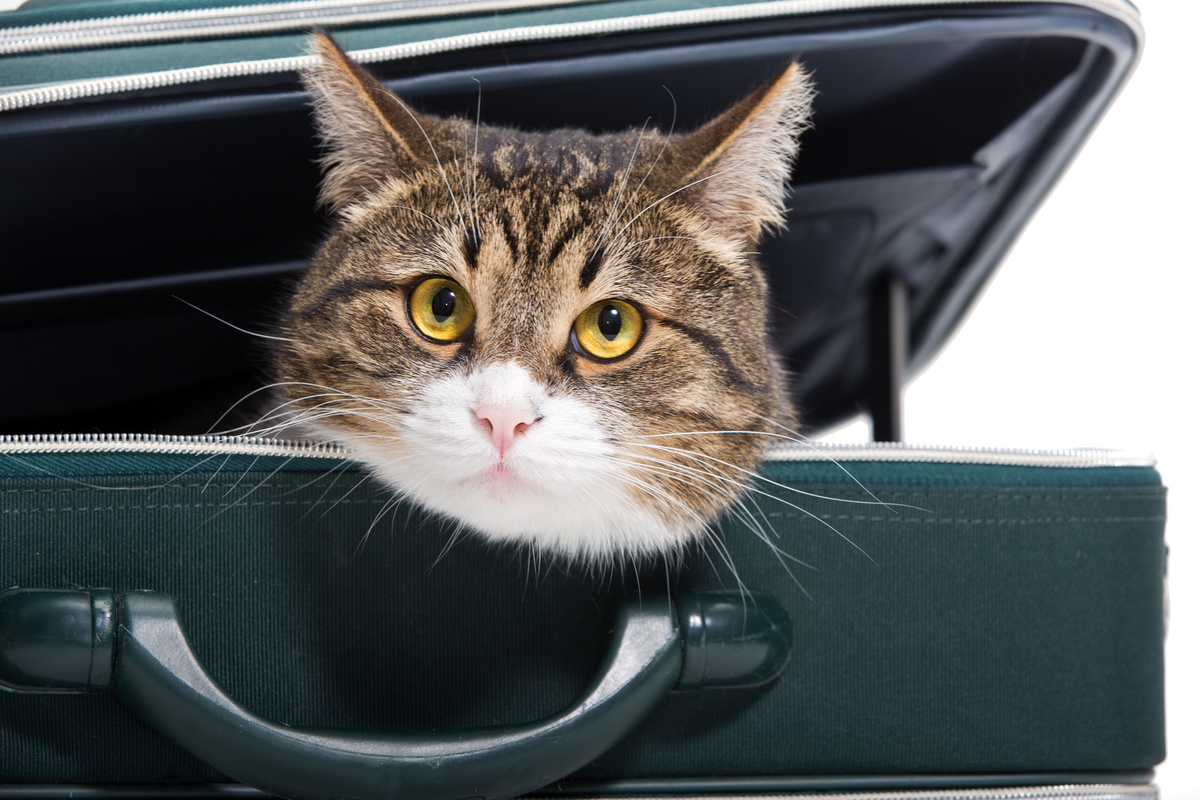 猫用キャリーバッグのおすすめ15選｜通院やお出かけに！ 人気のリュックタイプも  マイナビおすすめナビ