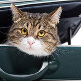 猫用キャリーバッグのおすすめ14選｜通院やお出かけに！ 人気のリュックタイプも