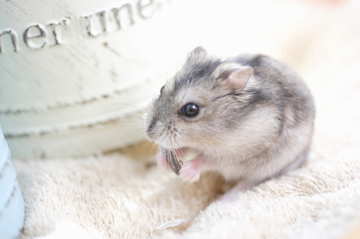 ハムスター用品まとめ】おすすめ記事を読んで飼育に必要な商品を揃え