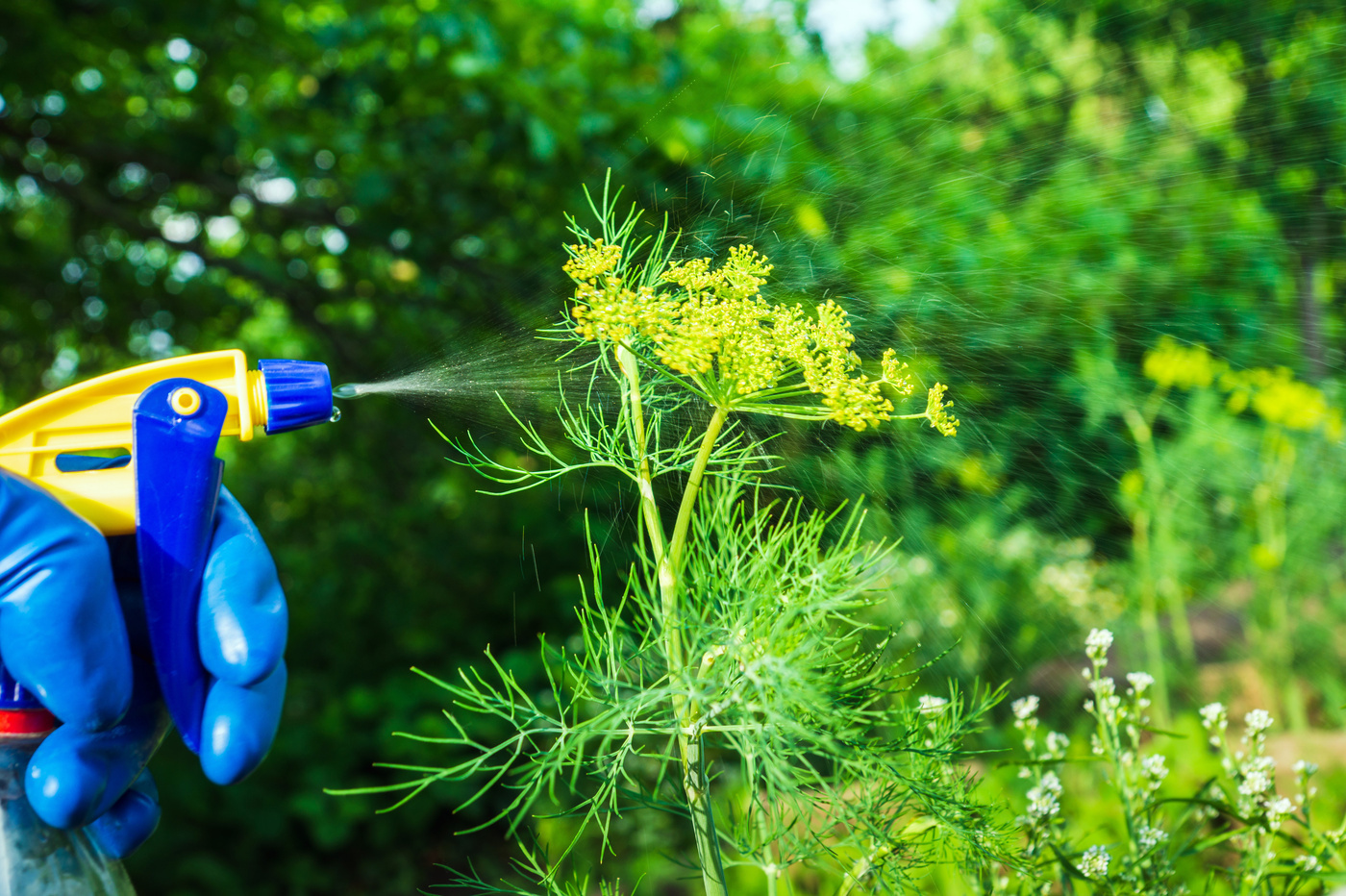 液体タイプの除草剤おすすめ11選｜雑草をすぐ枯らしたい時に！ | マイナビおすすめナビ