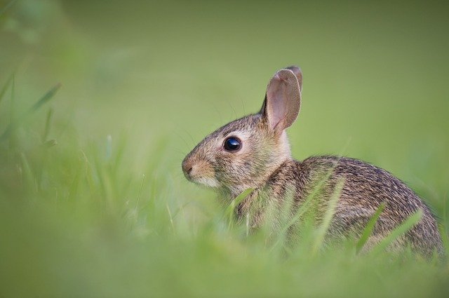 うさぎ用牧草のおすすめ9選【チモシーやオーツヘイも】ペットドクターが解説！ | マイナビおすすめナビ