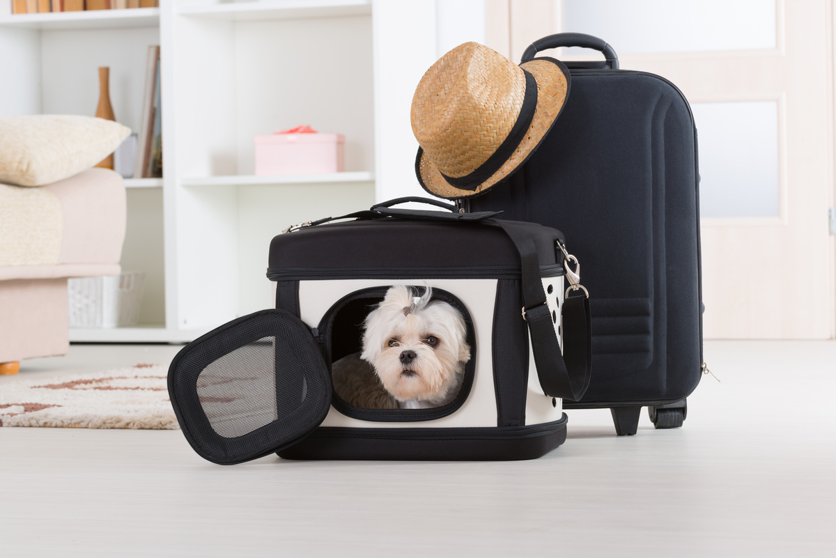 犬用キャリーバッグ人気おすすめ29選 安全おしゃれに持ち運び 小型 中型 大型 マイナビおすすめナビ