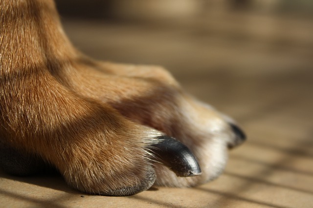 犬用爪切りのおすすめ10選 ギロチンやニッパータイプなど 使い方のコツも紹介 マイナビおすすめナビ
