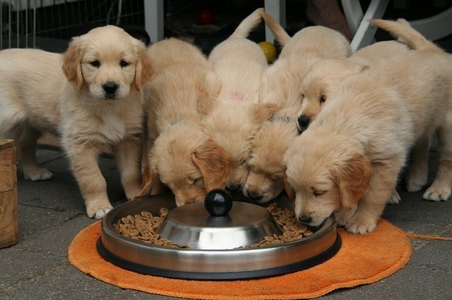 犬用の早食い防止食器のおすすめ5選 犬のしつけのプロ厳選 さらに5商品紹介 マイナビおすすめナビ