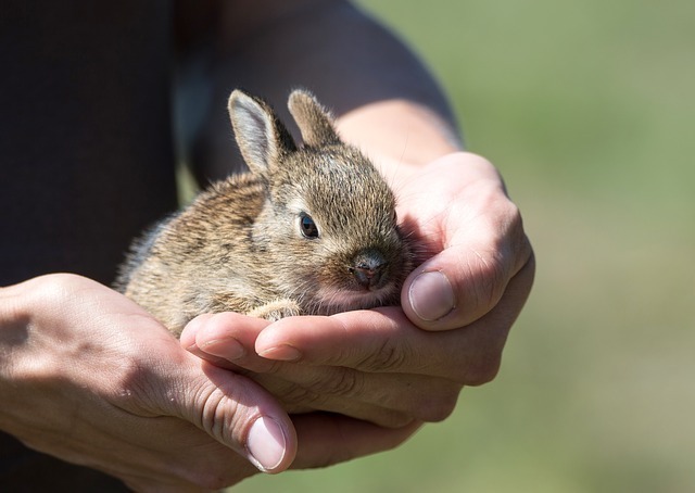 うさぎのサプリメントおすすめ6選 ペットドクターが厳選 足りない栄養素を補給 マイナビおすすめナビ