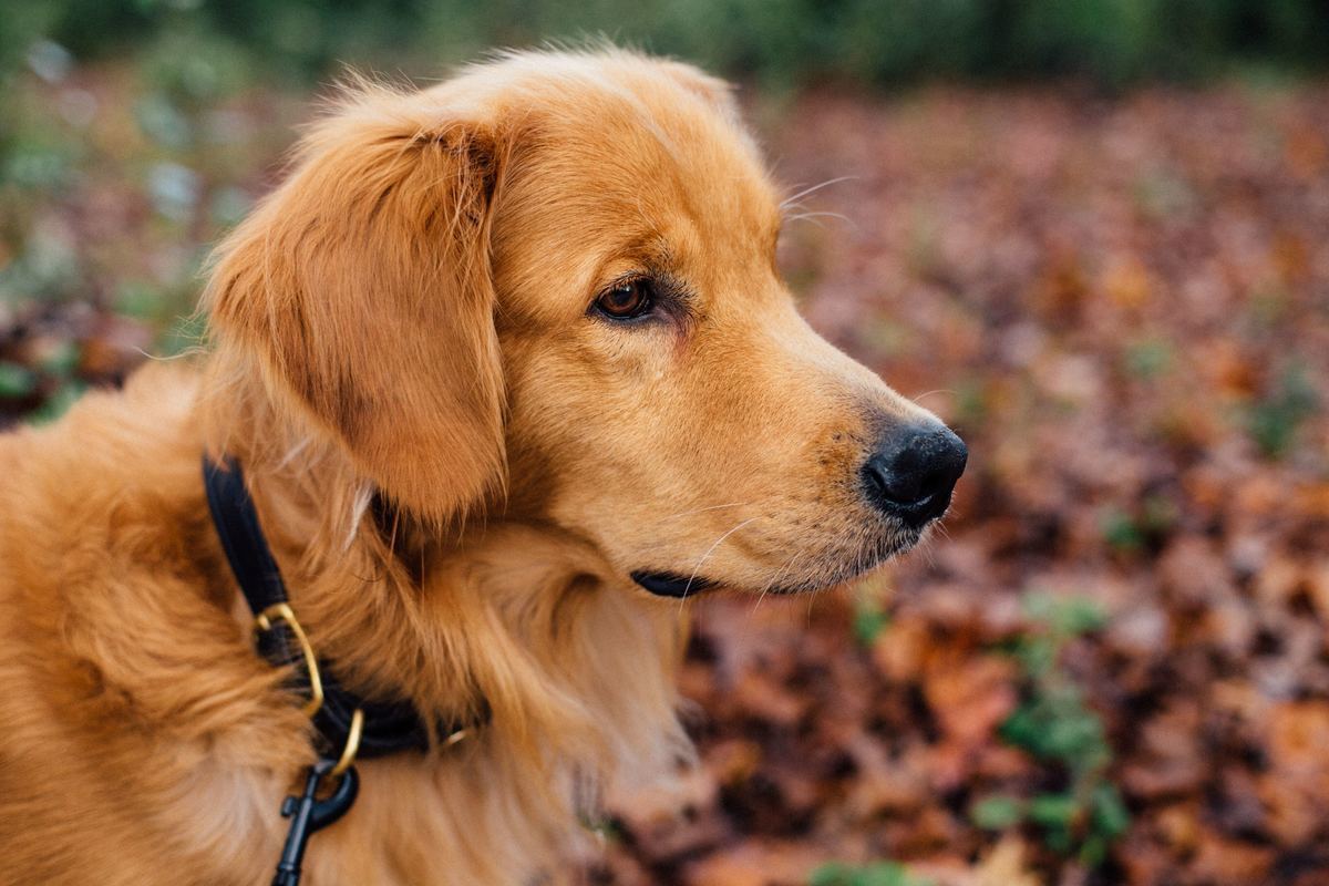 子犬用首輪のおすすめ13選と選び方 動物病院院長が解説 しつけ用首輪も紹介 マイナビおすすめナビ