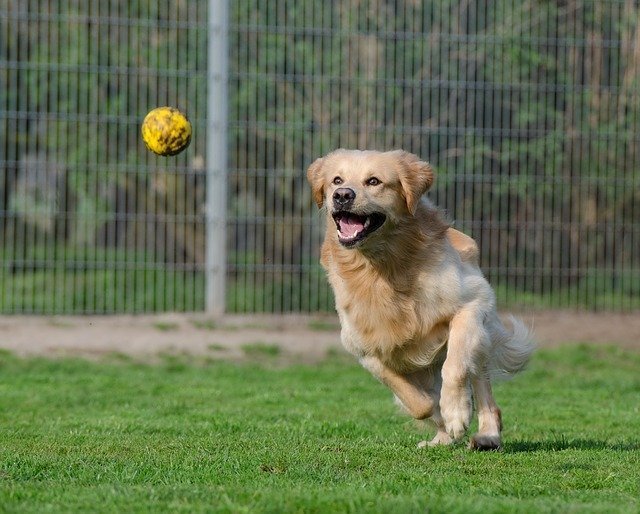 犬用ボールおすすめ5選 ドッグトレーナーが解説 楽しく遊んでトレーニング マイナビおすすめナビ