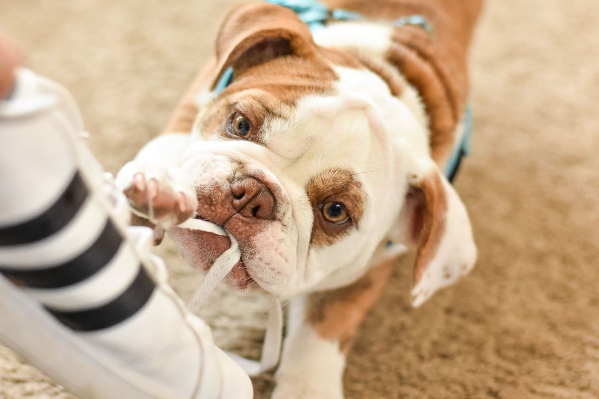 犬用ゲートおすすめ7選 おしゃれな室内用 脱走防止に マイナビおすすめナビ