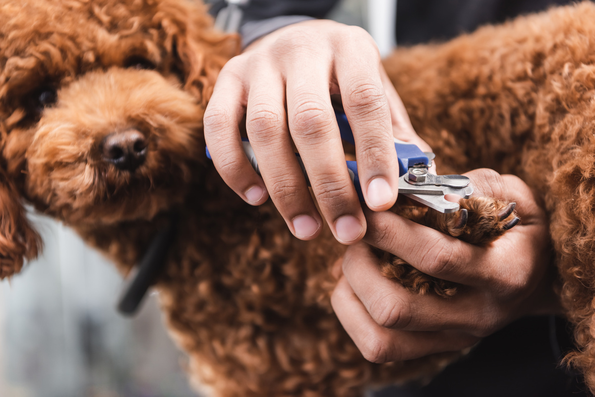 2023年】犬用爪切りのおすすめ18選｜爪切り頻度や使い方も解説！ マイナビおすすめナビ