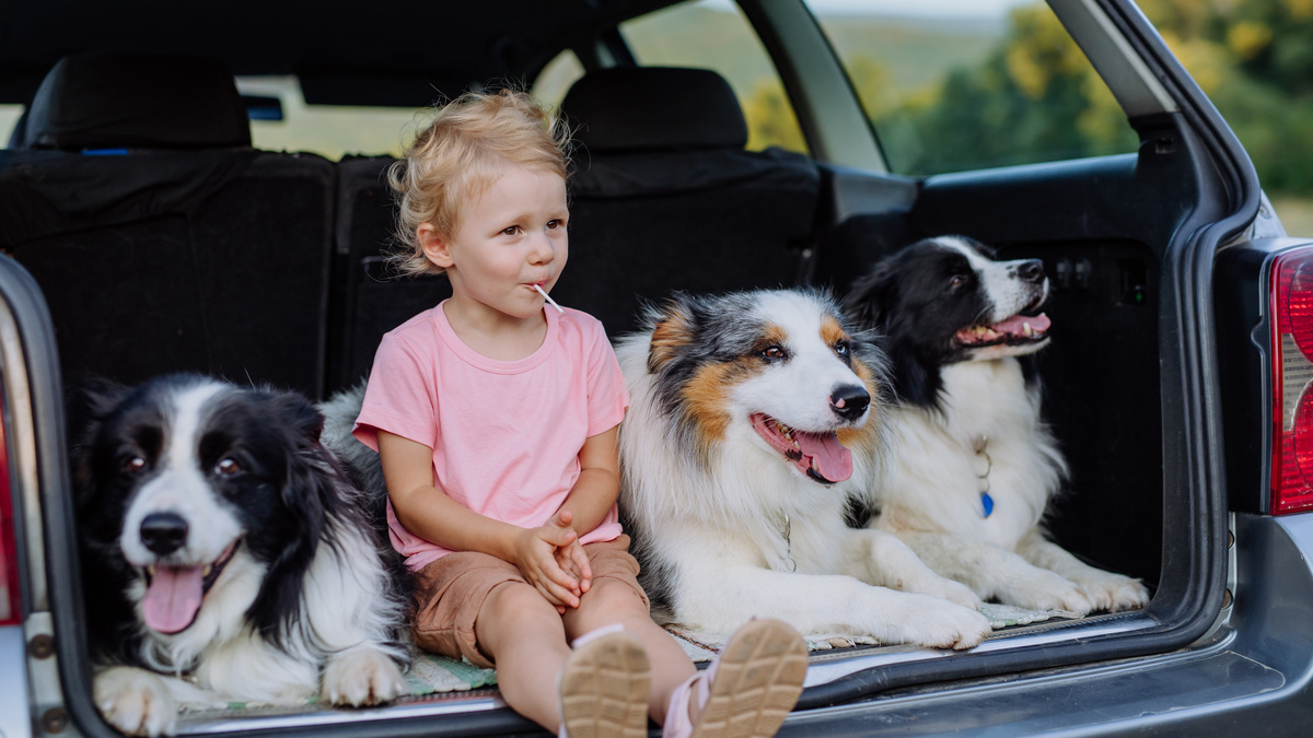 犬用車シート（ドライブシート）おすすめ10選｜大型犬も乗せられる