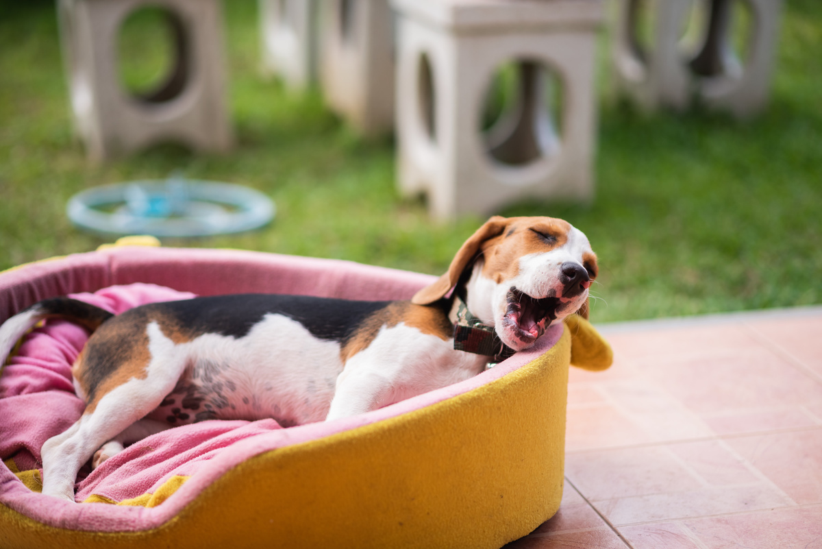 2023年】犬用ひんやりベッドおすすめ15選｜暑い夏も快適に過ごそう