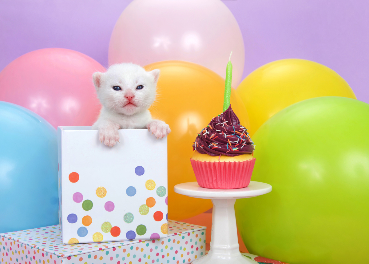 猫用ケーキのおすすめ6選 安全でかわいい 誕生日など特別な日を祝おう マイナビおすすめナビ