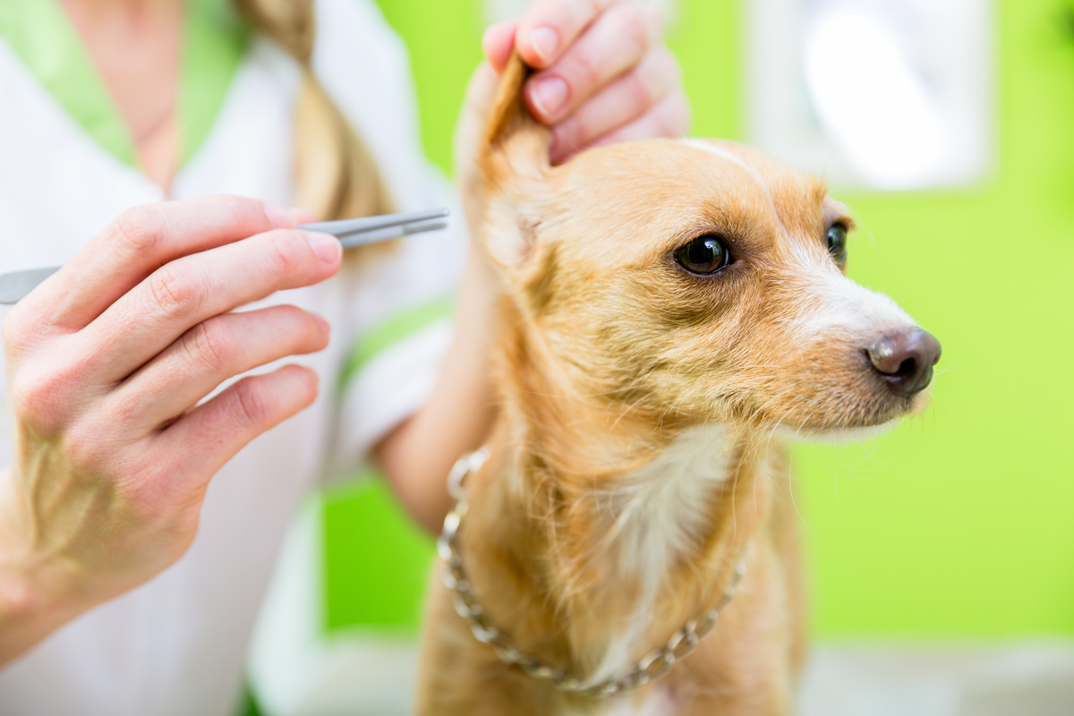 犬用耳掃除グッズの人気おすすめ19選｜シートや洗浄液も！ 使い方や使用頻度も解説！ | マイナビおすすめナビ