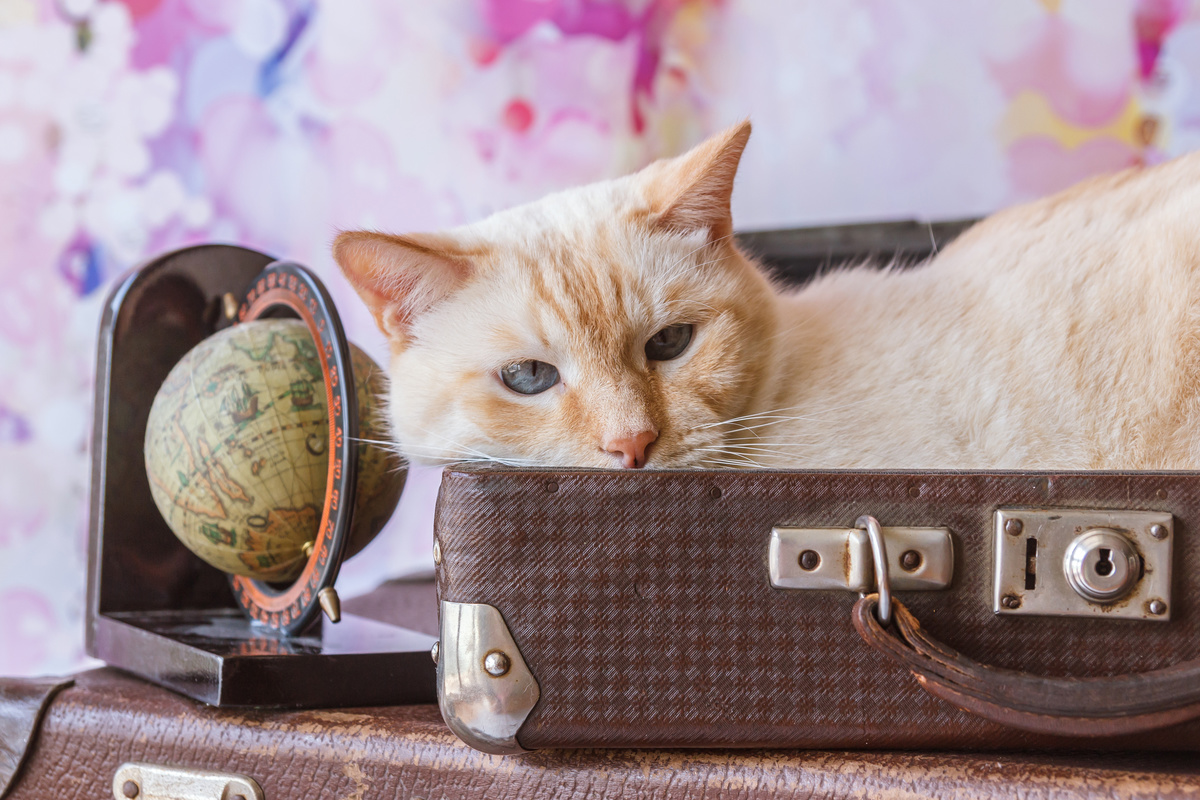 猫用キャリーバッグのおすすめ15選 通院やお出かけに 人気のリュックタイプも マイナビおすすめナビ