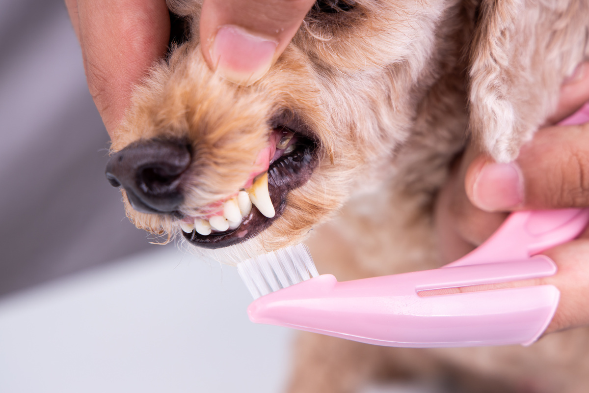 犬用歯ブラシ人気おすすめ10選｜動物病院の院長に取材歯周病や口臭予防に  マイナビおすすめナビ