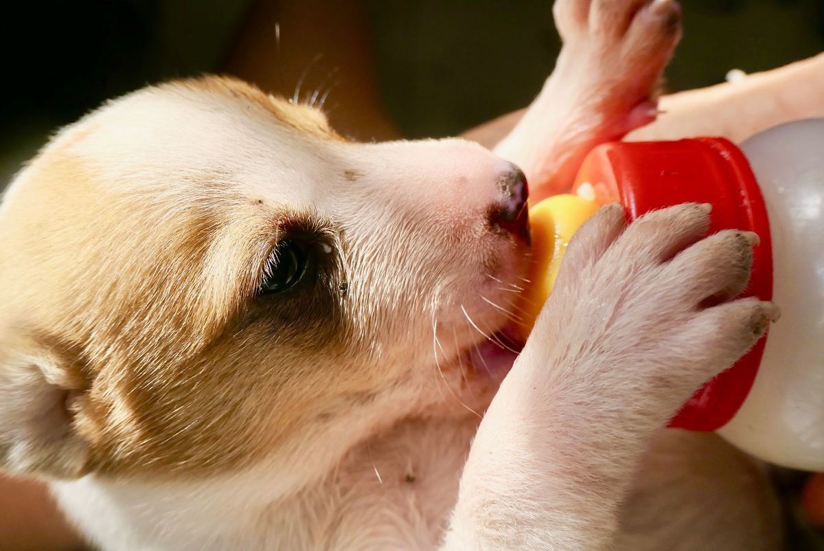 犬用ミルクおすすめ13選 安心安全なものを 栄養補給にも 与え方も解説 マイナビおすすめナビ
