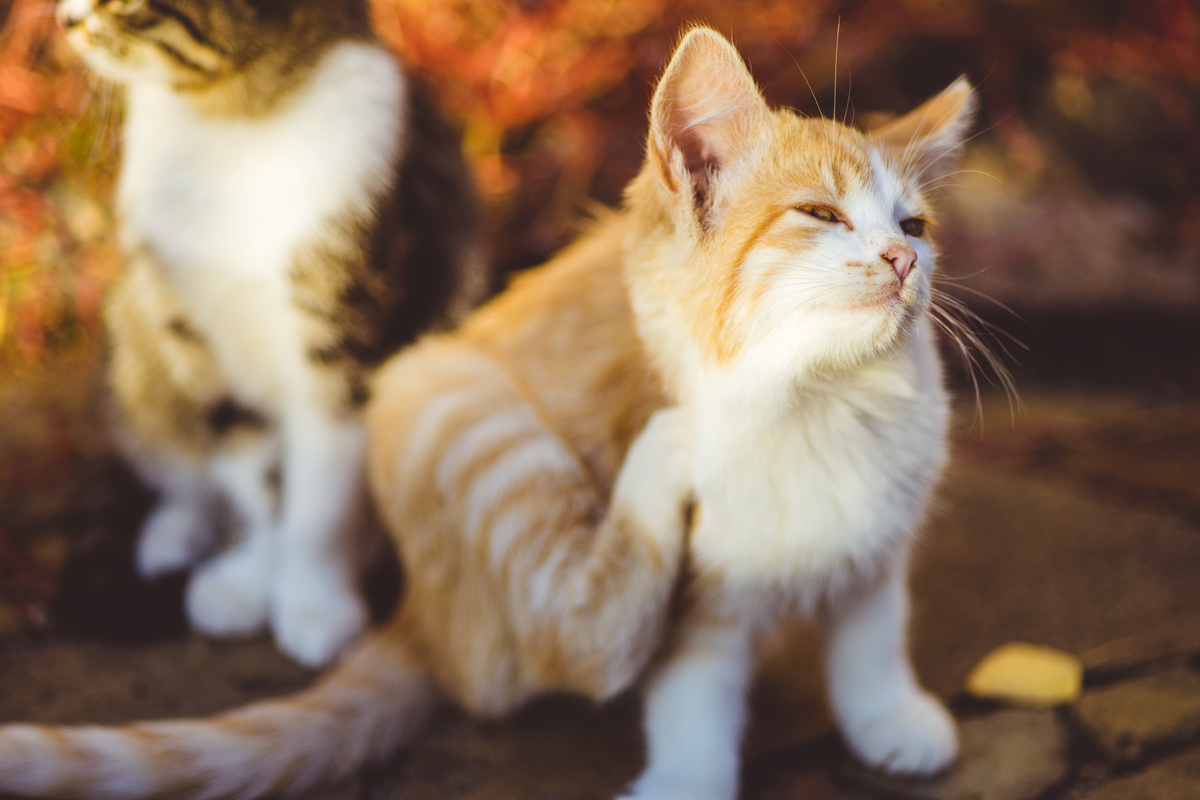 子猫用シャンプーのおすすめ12選 低刺激タイプや人気のオーガニック系も マイナビおすすめナビ