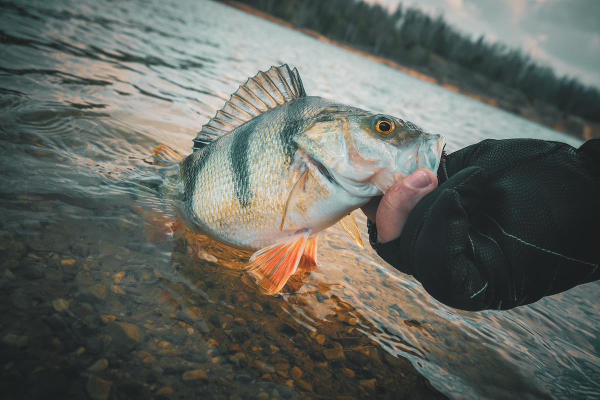 Peラインおすすめ人気ランキング40選 釣りたい魚ごとに号数別で紹介 マイナビおすすめナビ