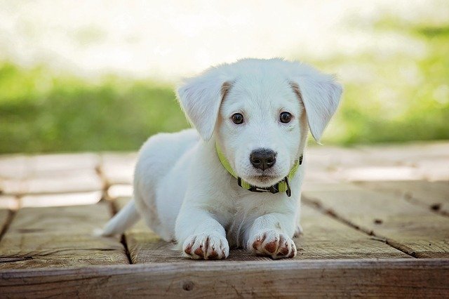 犬用爪切りのおすすめ11選【ギロチン・ニッパーなど】頻度や使い方も紹介！ | マイナビおすすめナビ