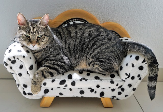 猫用ベッドおすすめ15選 洗えるタイプも おしゃれで猫も快適 マイナビおすすめナビ