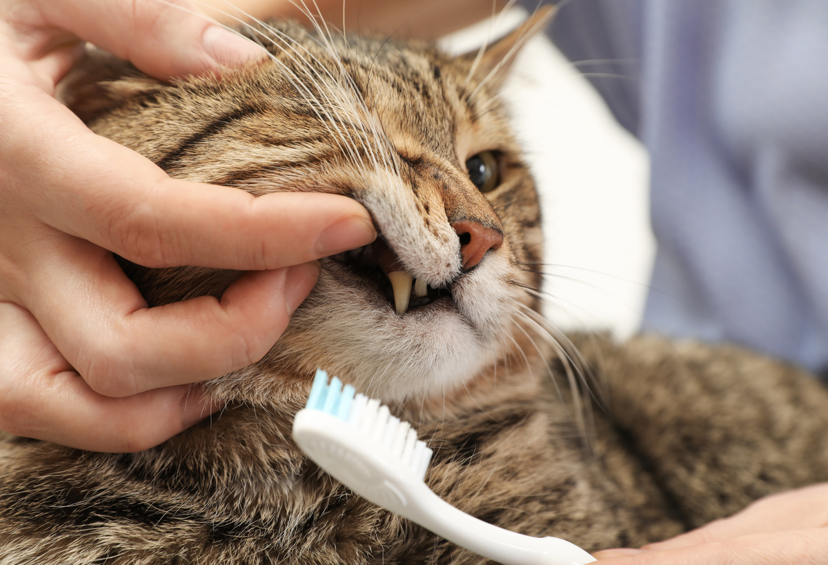 猫用歯ブラシのおすすめ12選【獣医師が解説】磨きやすいシートタイプも！ | マイナビおすすめナビ