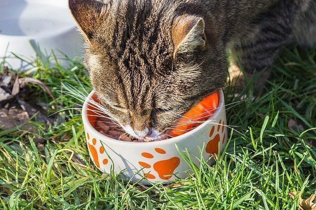 猫用ドライフードおすすめ29選｜健康のために良いものを選ぼう | マイナビおすすめナビ