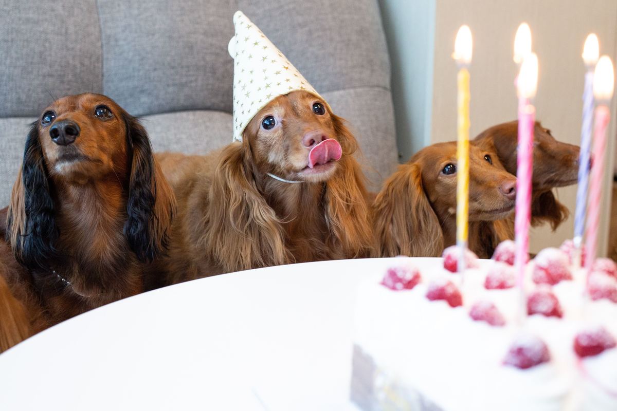 犬用ケーキおすすめ9選 通販で買える 人気の無添加も 愛犬の誕生日に マイナビおすすめナビ