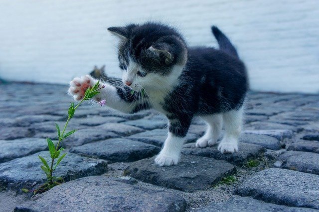 猫用トイレのおすすめ17選｜臭わず清潔に保てる◎使いやすい商品を厳選！ | マイナビおすすめナビ