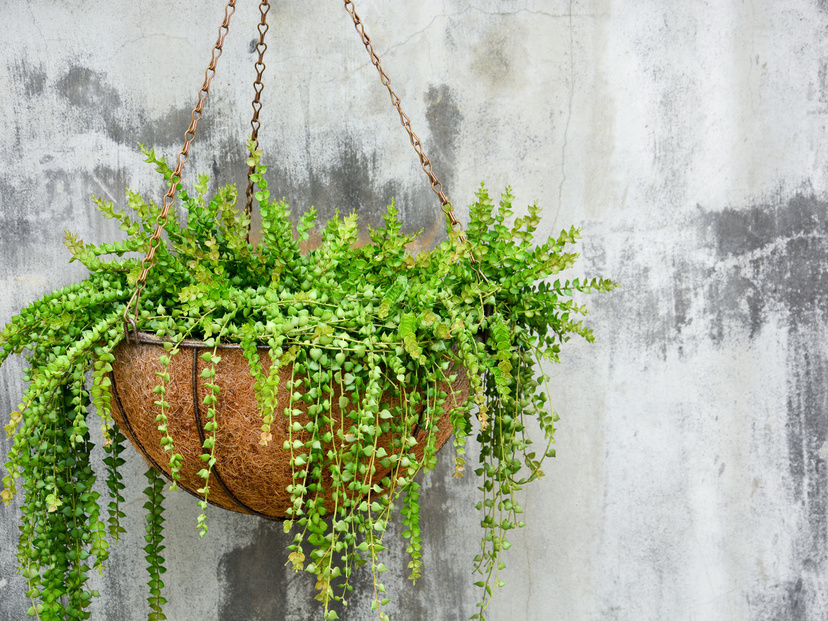 観葉植物を吊るしておしゃれに飾る！おすすめのアイディアをご紹介