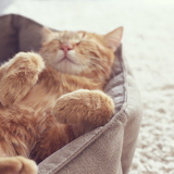 猫用ベッドおすすめ10選｜夏は通気性・冬は保温性にこだわって選ぼう