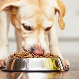 犬用の早食い防止食器おすすめ11選【丸呑み軽減】ステンレス製や陶器製も！
