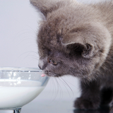 猫用ミルクおすすめ10選【子猫・成猫・シニア猫に】いつまで飲ませるかも解説