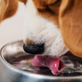犬用自動給水器おすすめ12選｜水飲みに！人気循環型やウォーターディスペンサーも