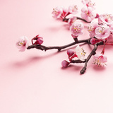 新しい季節に！ 桜モチーフのアクセサリーで春を感じて